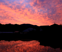 Morning glow