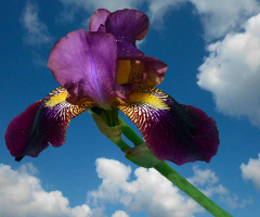 BLÜTE