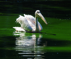 Pelican 