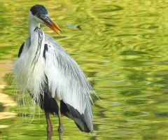 Cocoi Heron