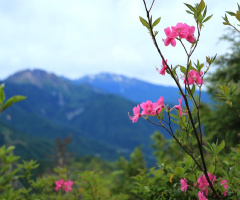 Pink flowers