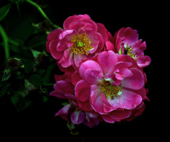 BLÜTEN