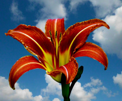 BLÜTE