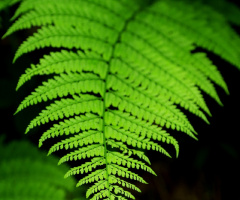 Leaf