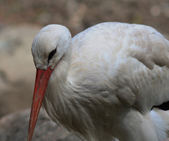Birds 1
