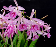 Orquídeas