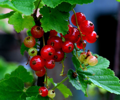 BEEREN