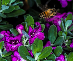 Be Nice Nice Bee