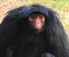 Macaco Aranha