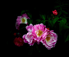 BLÜTEN