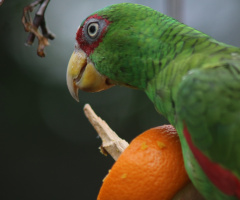 BIrds 2