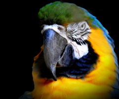 Arara 
