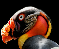 Sarcoramphus papa