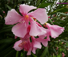 Blüte