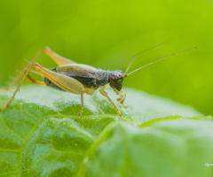 Crickets
