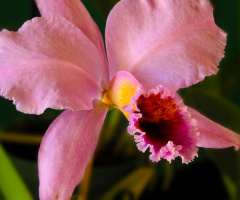 Cattleya
