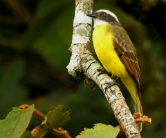 Myiozetetes similis