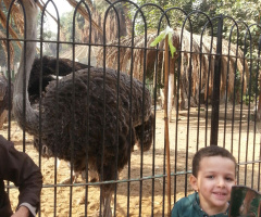 Grandson at the zoo 