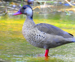 Irerê