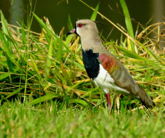 Quero-quero (Vanellus chilensis) 