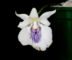 Warczewiczella amazonica
