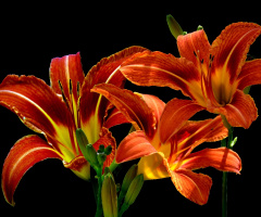 BLÜTEN