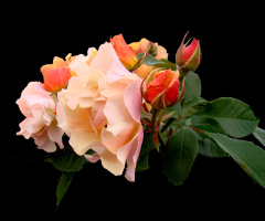 BLÜTEN