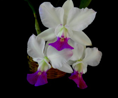 Laelia