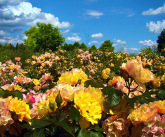 BLÜTEN