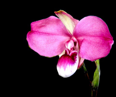 Phragmipedium