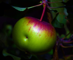 APFEL