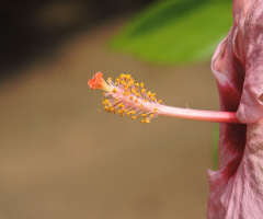 Hibiscus