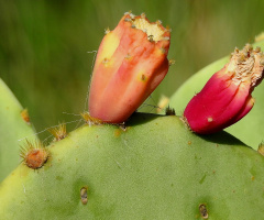 Cactus flowers