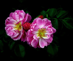 BLÜTEN