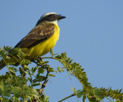 Bem-te-vi (Megarynchus pitangua)
