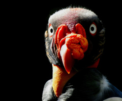 Urubu-rei (Sarcoramphus papa)
