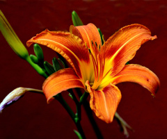 BLÜTE