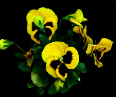 BLÜTEN