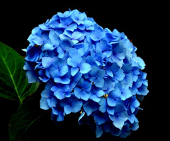 BLÜTEN