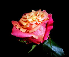 BLÜTE