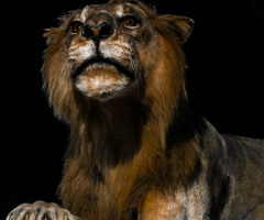 Lion In The Desert
