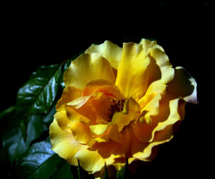 BLÜTE