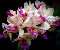 Mini Orchids