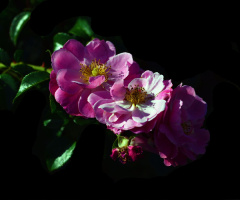 BLÜTEN