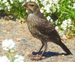  Rock Sparrow with Alyssum flowers