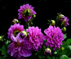 BLÜTEN