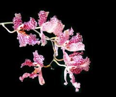 Orchids 