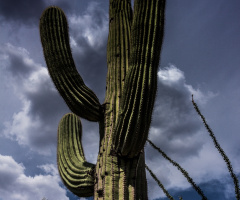 A Mighty Saguaro From The Sonoran Desert