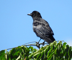 Carrion crow