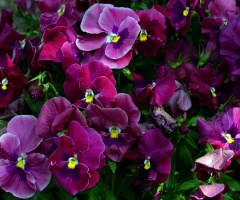 BLÜTEN